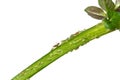 Aphids on a plant stem