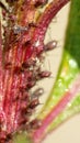 Aphids on a plant stem Royalty Free Stock Photo