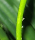Aphids On Plant Stem Royalty Free Stock Photo