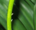 Aphids On Plant Stem Royalty Free Stock Photo