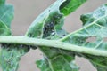 Aphids on the rapeseed leaf Royalty Free Stock Photo