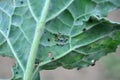 Aphids on the rapeseed leaf Royalty Free Stock Photo