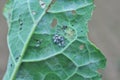 Aphids on the rapeseed leaf Royalty Free Stock Photo