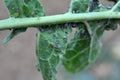 Aphids on the rapeseed leaf Royalty Free Stock Photo