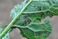 Aphids on the rapeseed leaf Royalty Free Stock Photo