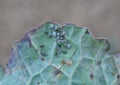 Aphids on the rapeseed leaf Royalty Free Stock Photo