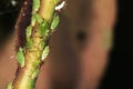 Aphids on Rose. Royalty Free Stock Photo