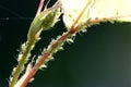 Aphids on rose-backlit Royalty Free Stock Photo