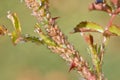 Aphids on rose branch