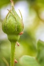Aphids on a rose bud in nature. Close up. Royalty Free Stock Photo