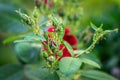 Aphids on rose buds. Spider mites. Pest control. Diseases of roses. Tetranychidae, Aphidoidea, Macrosiphum, Arge pagana.  Close- Royalty Free Stock Photo