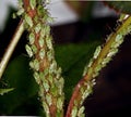 Aphids on rose bush. Royalty Free Stock Photo