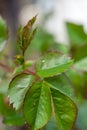 Aphids on rose leaves Royalty Free Stock Photo