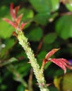 Aphids on rose stem Royalty Free Stock Photo