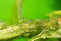 Aphids on rose stem Royalty Free Stock Photo