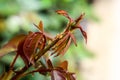 Aphids on a rose stem Royalty Free Stock Photo