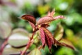 Aphids on a rose stem Royalty Free Stock Photo