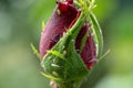 Aphids on a rosebud. Parasitic insects that sucks juice from plants. Royalty Free Stock Photo