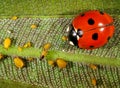 Aphids and seven-spot ladybird Royalty Free Stock Photo