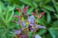 aphids sitting on the buds of roses Royalty Free Stock Photo