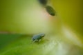 Aphids on a small berry of a plant. A small yellow fruit attacked by sap sucking aphids. Close up shot Royalty Free Stock Photo