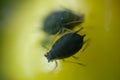 Aphids on a small berry of a plant. A small yellow fruit attacked by sap sucking aphids. Close up shot Royalty Free Stock Photo