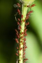 Aphids on a Stem Royalty Free Stock Photo