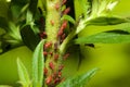 Aphids on a Stem