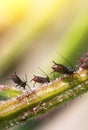 Aphids on the stem.