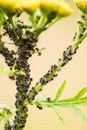 Aphids, Stuck To Plant Stem Of Tansy Close-Up Royalty Free Stock Photo