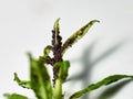 Aphids suck the juice from cherry leaves and harm fruit trees