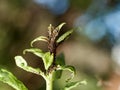 Aphids suck the juice from cherry leaves and harm fruit trees