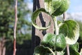 Aphids are sucking juice of the apple-tree and ant is pasturing them on the branch Royalty Free Stock Photo