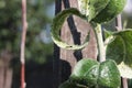 Aphids are sucking juice of the apple-tree and ant is pasturing them on the branch. Close-up Royalty Free Stock Photo