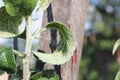 Aphids are sucking juice of the apple-tree leaves and ants is pasturing them on the branch