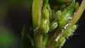 Aphids sucking on rose bud Royalty Free Stock Photo