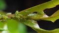 Aphids sucking on rose leaf Royalty Free Stock Photo