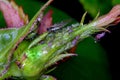 Aphids sucking sap on rose plant stem. Royalty Free Stock Photo