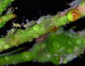 Aphids sucking sap on rose plant stem. Royalty Free Stock Photo