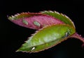 Aphids sucking sap on rose plant stem. Royalty Free Stock Photo