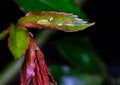 Aphids sucking sap on rose plant stem. Royalty Free Stock Photo