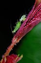 Aphids sucking sap on rose plant stem. Royalty Free Stock Photo