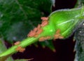 Aphids sucking sap on rose plant stem. Royalty Free Stock Photo