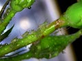 Aphids sucking sap on rose plant stem. Royalty Free Stock Photo