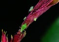 Aphids sucking sap on rose plant stem. Royalty Free Stock Photo