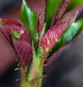 Aphids sucking sap on rose plant stem. Royalty Free Stock Photo