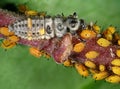 Aphids and their natural enemy, larvae of ladybug