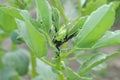 Aphids - Vegetables - Black Bean Aphid on Broad Beans (Aphis fabae)