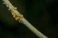 Aphids walking on a flower stalk