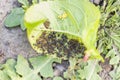 Aphids (Plant lice) on a leaf Royalty Free Stock Photo